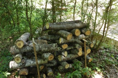 Inoculating logs and tree stumps with mycelium
